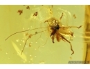 Nice Cricket, Orthoptera. Fossil insect in Big Baltic amber stone #7420
