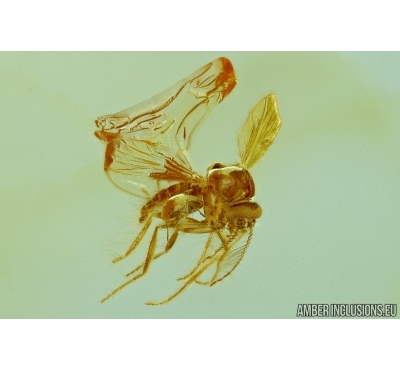 Biting midge Ceratopogonidae with Mite Acari and Spider. Fossil inclusions in Baltic amber #7438