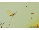 Gall Midge, Cecidomyiidae and Fungus gnat, Mycetophilidae. fossil insects in Baltic amber #7443