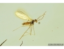 Gall Midge, Cecidomyiidae and Fungus gnat, Mycetophilidae. fossil insects in Baltic amber #7443
