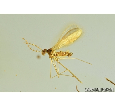 Gall Midge, Cecidomyiidae and Fungus gnat, Mycetophilidae. fossil insects in Baltic amber #7443