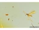 Gall Midge, Cecidomyiidae and Fungus gnat, Mycetophilidae. fossil insects in Baltic amber #7443