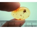 Gall Midge, Cecidomyiidae and Fungus gnat, Mycetophilidae. fossil insects in Baltic amber #7443