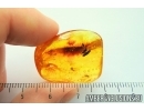 Caterpillar case, Fly, Beetle and Wasp. Fossil inclusion in Baltic amber #7450