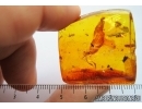 Lepidoptera, Moth. Fossil insect in Baltic amber #7452