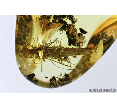 Rare Caterpillar Case, Lepidoptera. Fossil inclusion in Baltic amber #7456