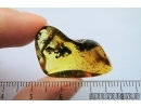 Rare Caterpillar Case, Lepidoptera. Fossil inclusion in Baltic amber #7456