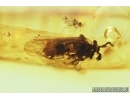 RARE TWISTED-WINGED (STYLOPID), STREPSIPTERA. Fossil insect in Baltic amber #7465