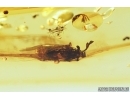 RARE TWISTED-WINGED (STYLOPID), STREPSIPTERA. Fossil insect in Baltic amber #7465