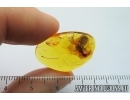 Rare Earwig, Dermaptera. Fossil insect in Baltic amber #7466
