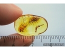 Earwig, Dermaptera. Fossil insect in Baltic amber #7467