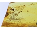 Mammalian hair and nice leaf. Fossil inclusions in Baltic amber #7469