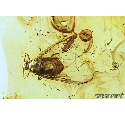 Rare Adult Aphid with Nymph Aphid! Fossil insects in Baltic amber stone #7471