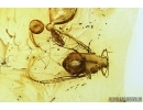 Rare Adult Aphid with Nymph Aphid! Fossil insects in Baltic amber stone #7471