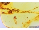 Rare Adult Aphid with Nymphs Aphids in Spider Web. Fossil insects in Baltic amber stone #7472