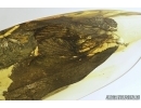 Rare Scorpionfly Mecoptera Panorpidae 16mm! Fossil inclusion in Baltic amber #7473