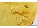 Nice Cricket Orthoptera, Beetle and More. Fossil insects in Baltic amber #7475