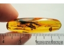 Nice Cricket, Orthoptera. Fossil insect in Baltic amber #7476