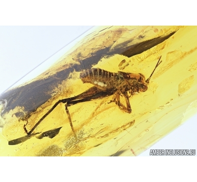 Nice Cricket, Orthoptera. Fossil insect in Baltic amber #7476