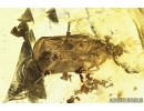 Planthopper, Cicadina. Fossil inclusion in Baltic amber #7479