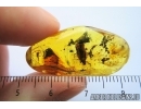 Planthopper, Cicadina. Fossil inclusion in Baltic amber #7479