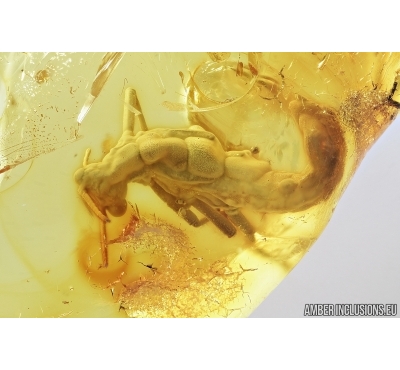 Rare Gladiator ,Mantophasmatodea. Fosill inclusion in Baltic amber #7483