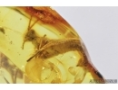 Rare Gladiator ,Mantophasmatodea. Fosill inclusion in Baltic amber #7483