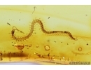 Very nice Centipede, Chilopoda, Geophilidae, More. Fossil inclusion in Baltic amber #7489