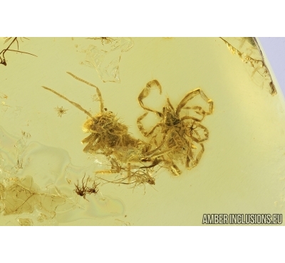 Nice Mite Acari, Springtail Collembola and Ant Hymenoptera. Fossil inclusions in Baltic Amber #7491