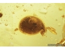 Rare Mite, Oribatida, Euphthiracaroidea. Fossil insect in Baltic amber #7492