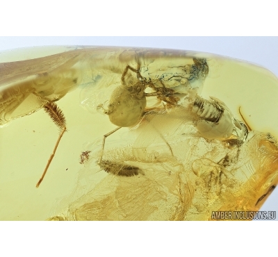 Very rare Mite, Erythraeidae, Eatoniana. Fossil insect in Baltic amber #7493