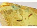 Very rare Mite, Erythraeidae, Eatoniana. Fossil insect in Baltic amber #7493