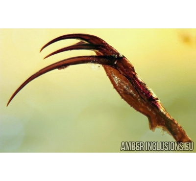 UNIQUE TAILLESS WHIP SCORPION PEDIPALP FRAGMENT AMBLYPYGI. First example in Baltic amber #7500