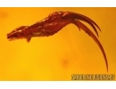 UNIQUE TAILLESS WHIP SCORPION PEDIPALP FRAGMENT AMBLYPYGI. First example in Baltic amber #7500
