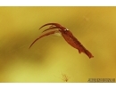 UNIQUE TAILLESS WHIP SCORPION PEDIPALP FRAGMENT AMBLYPYGI. First example in Baltic amber #7500