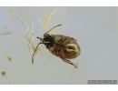 Bug Nymph, Heteroptera. Fossil insect in Baltic amber #7501