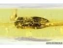 Extremely Rare Bug, Water boatman,  Corixidae. Fossil insect in Baltic amber #7504