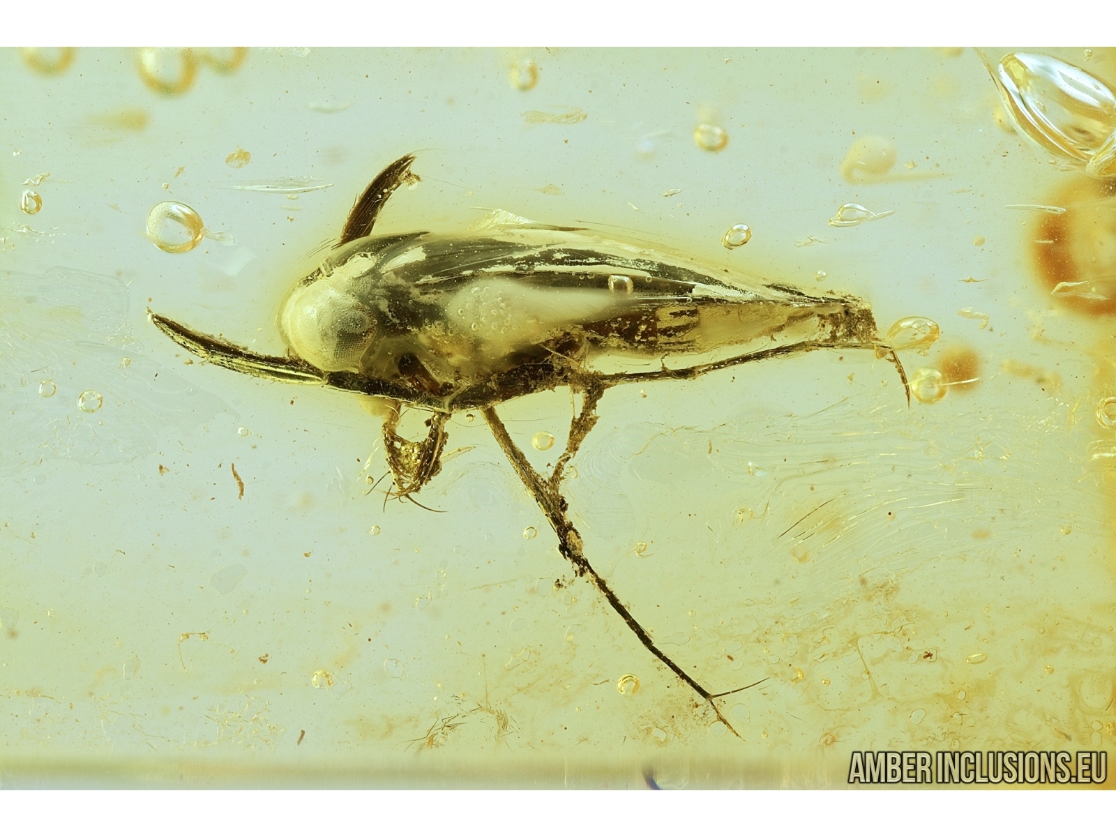 Extremely Rare Bug, Water boatman, Corixidae. Fossil insect in Baltic amber  #7504 
