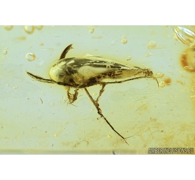Extremely Rare Bug, Water boatman,  Corixidae. Fossil insect in Baltic amber #7504