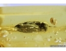 Extremely Rare Bug, Water boatman,  Corixidae. Fossil insect in Baltic amber #7504