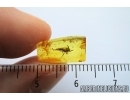 Extremely Rare Bug, Water boatman,  Corixidae. Fossil insect in Baltic amber #7504