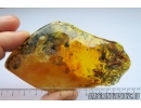 Very Nice Liverwort, Bryophyta. Fossil inclusion in Big 47gr Baltic amber stone #7507