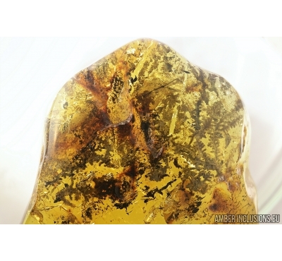 Very Nice Liverwort, Bryophyta. Fossil inclusion in Big 47gr Baltic amber stone #7507