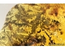 Very Nice Liverwort, Bryophyta. Fossil inclusion in Big 47gr Baltic amber stone #7507