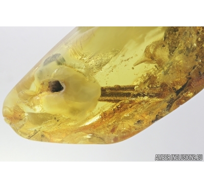 Rare Pine Spines Needles 15mm. Fossil inclusions in Baltic amber #7508
