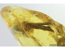 Rare Pine Spines Needles 15mm. Fossil inclusions in Baltic amber #7508