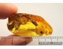 Rare Pine Spines Needles 15mm. Fossil inclusions in Baltic amber #7508
