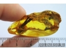 Rare Pine Spines Needles 15mm. Fossil inclusions in Baltic amber #7508