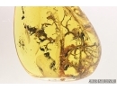 Nice Unusual Lichen. Fossil inclusion in Baltic amber #7509