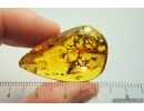 Nice Unusual Lichen. Fossil inclusion in Baltic amber #7509